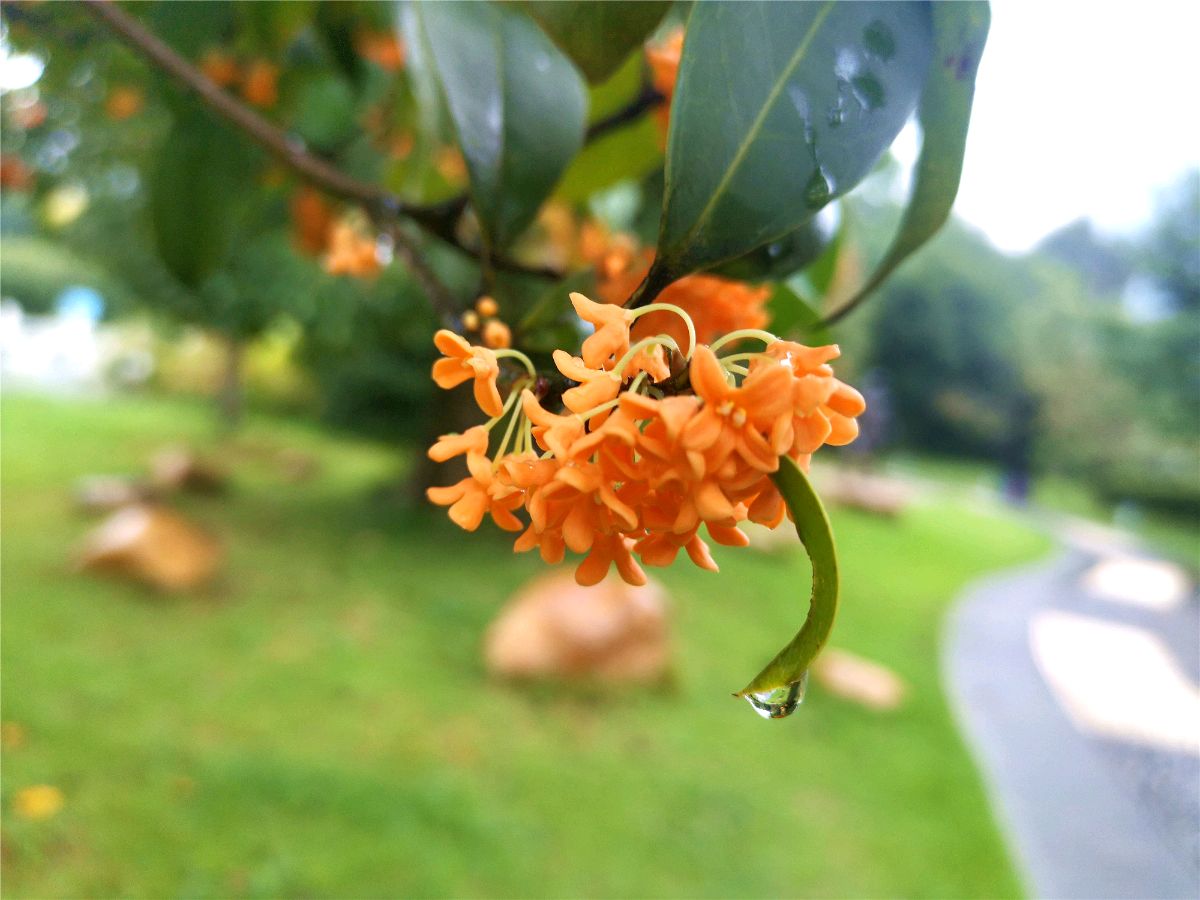 《雨中的桂花》 文/程程（陈英玲）金牌主播/赵立新 ‖ 东方《品语亭》诗社（图3）
