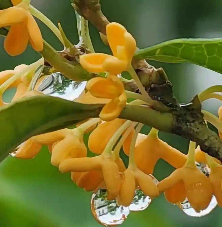 《雨中的桂花》 文/程程（陈英玲）金牌主播/赵立新 ‖ 东方《品语亭》诗社