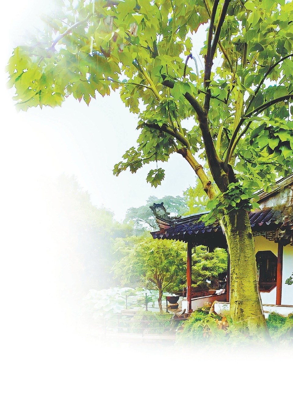 海外头条：杨春翔朗诵韩兰娜的诗《山顶的梧桐树》（图5）