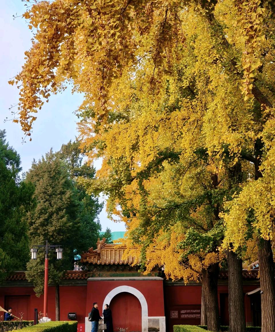 【轻轻走过你家门前—景山公园】作者阿莲 朗诵者车雁菩 高玉荣（图2）