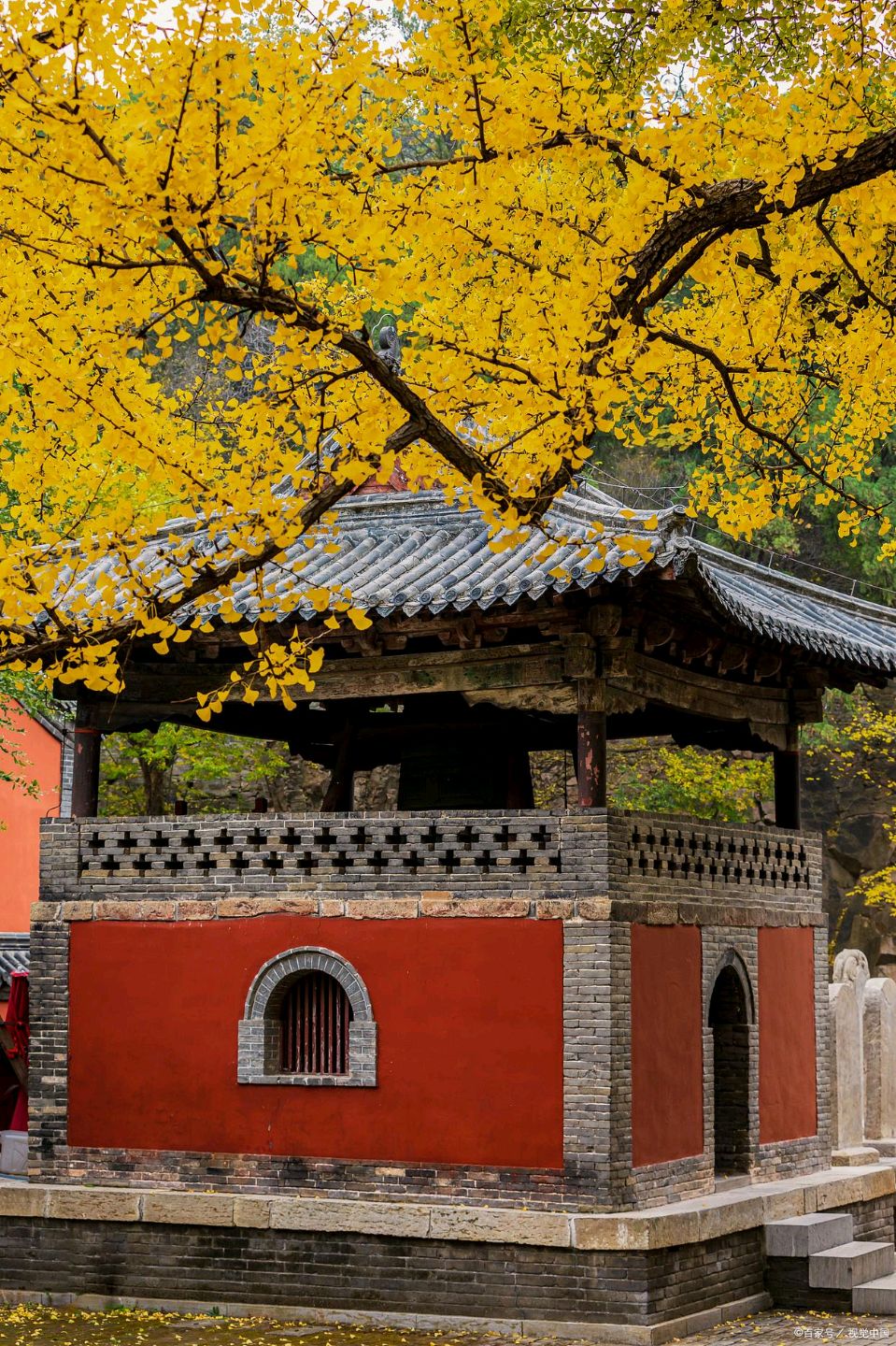 千年银杏树一北京头条（图7）