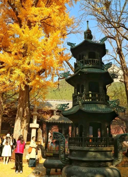 千年银杏树一北京头条（图4）
