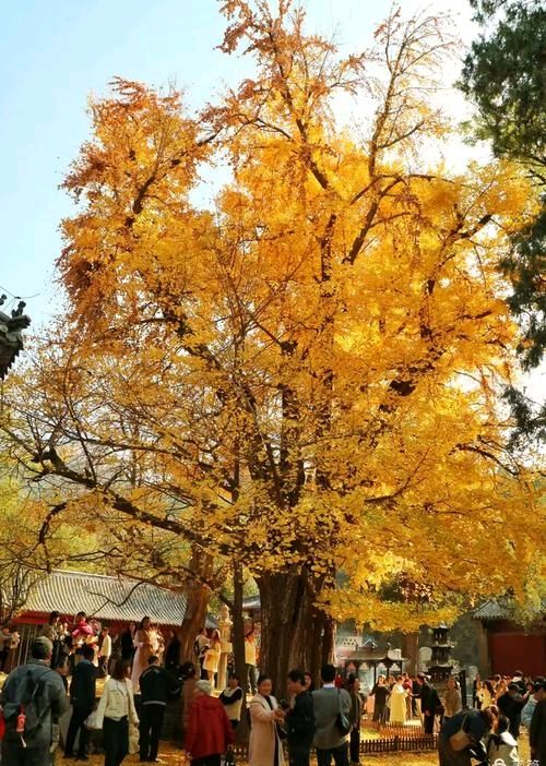 千年银杏树一北京头条（图6）