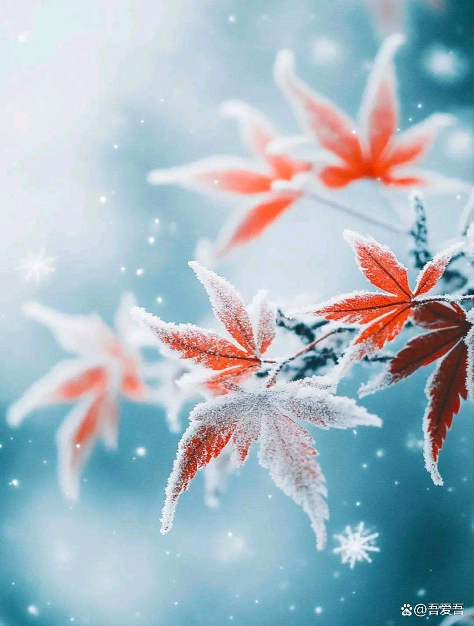 聆听 ‖ 杜丽峰朗诵《冬季里的风和雪》作者/吴万瑞（图6）
