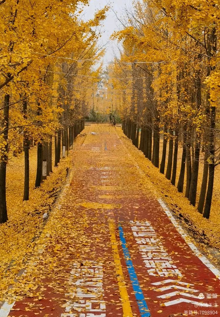 辉煌银杏林一 一一2025.11.11早.槐荫区千亩银杏林. 游记随笔初冬时节沐和阳，卿云相伴览风光。黄河岸边景色美，千亩银杏披金装。（图8）