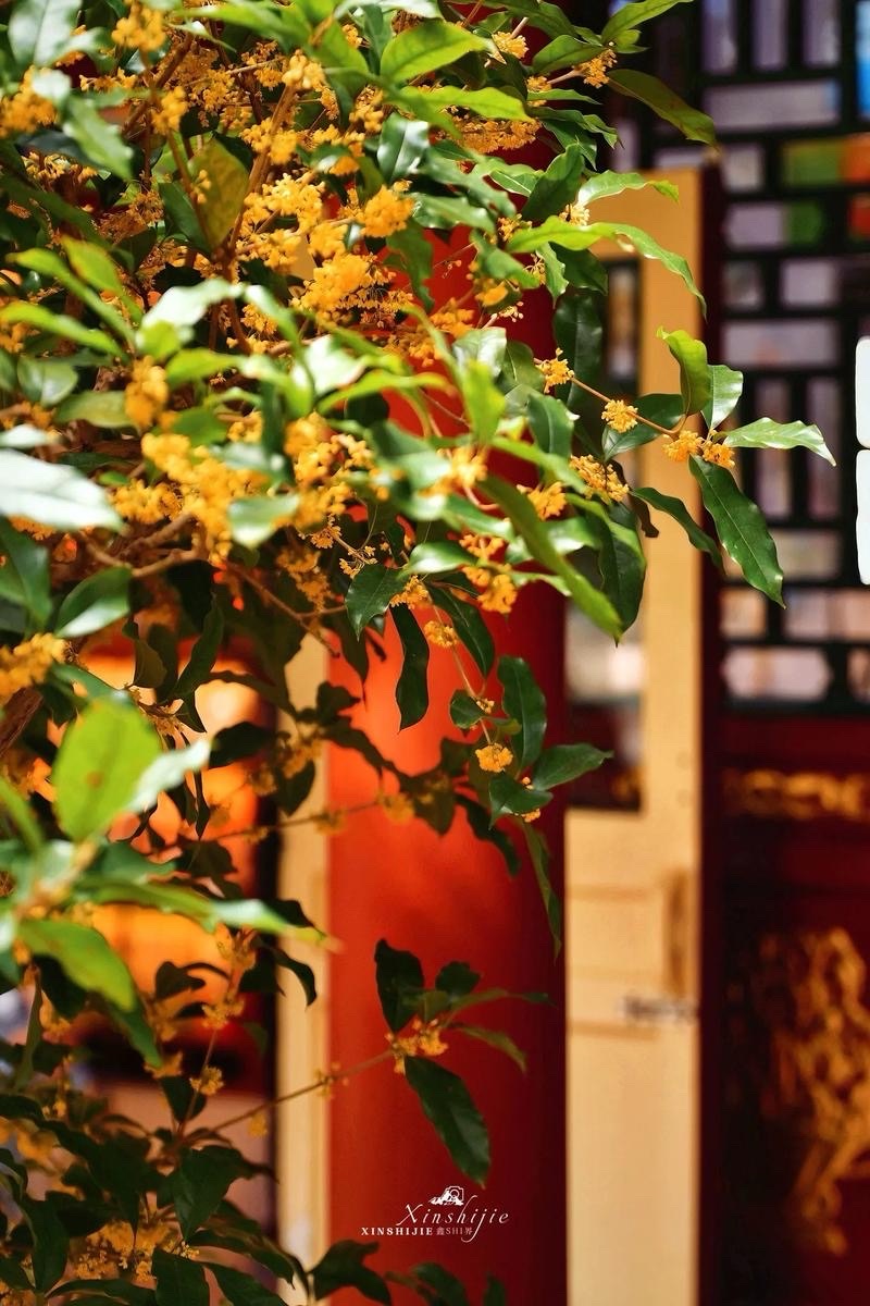 王家明朗诵：《桂子飘香的时节——金秋盛景里的坚守与荣光》作者||赤脚诗童/江花（北京）海外头条（图6）