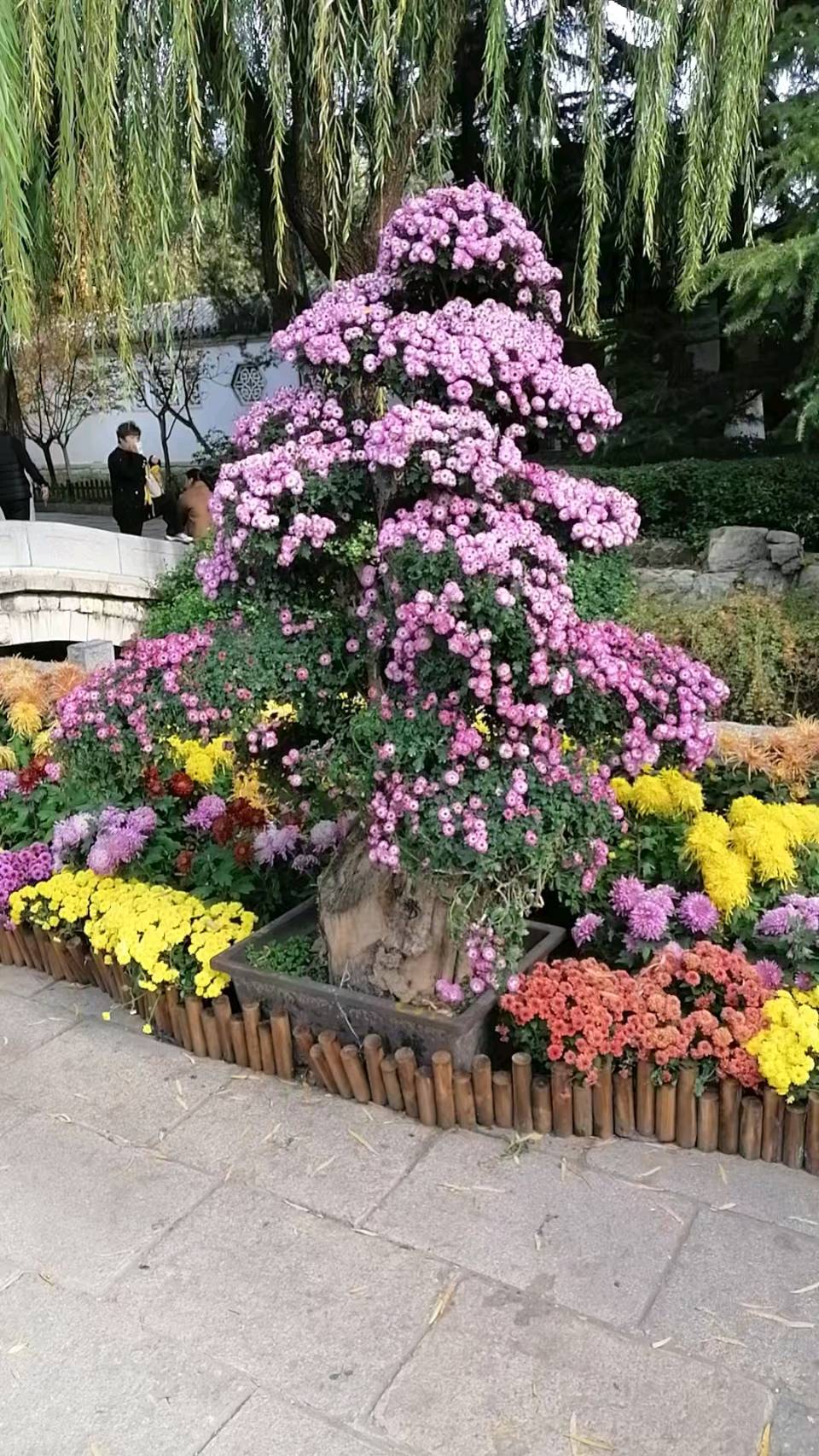 【故道文化·古风·7586】高峰《赞趵突泉菊展》（图6）