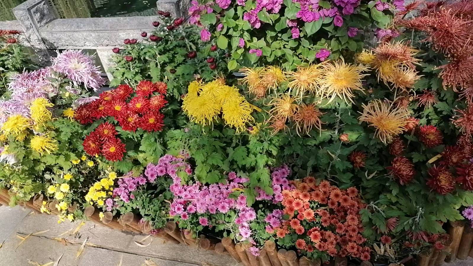 【故道文化·古风·7586】高峰《赞趵突泉菊展》（图8）