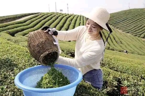 【九月茶韵文学诗社】2025—064期《春天在羊楼洞邂逅美丽》作者/任四维 主播/牛友友 编辑制作/刘林丽（图6）
