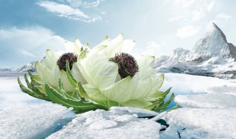 高德军：联咏天山雪莲‖巴彦诗词楹联协会【1051】（图3）