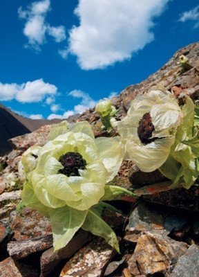 高德军：联咏天山雪莲‖巴彦诗词楹联协会【1051】（图5）