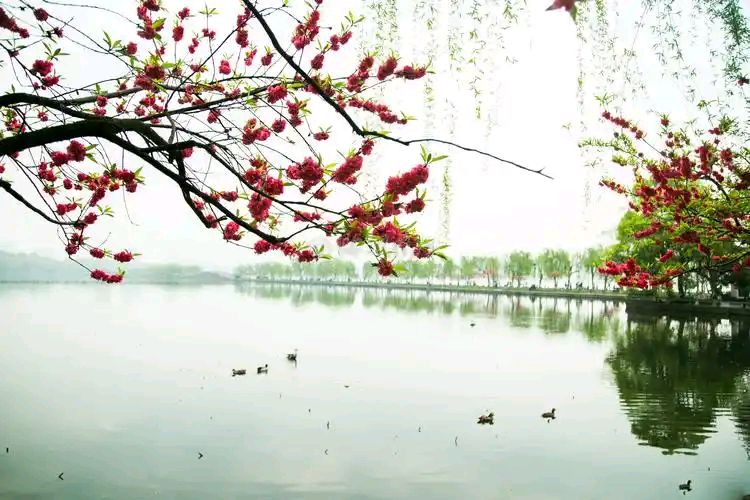 聆听 ‖ 琦琦赵朗诵《苏堤春晓》作者吴万瑞（图5）