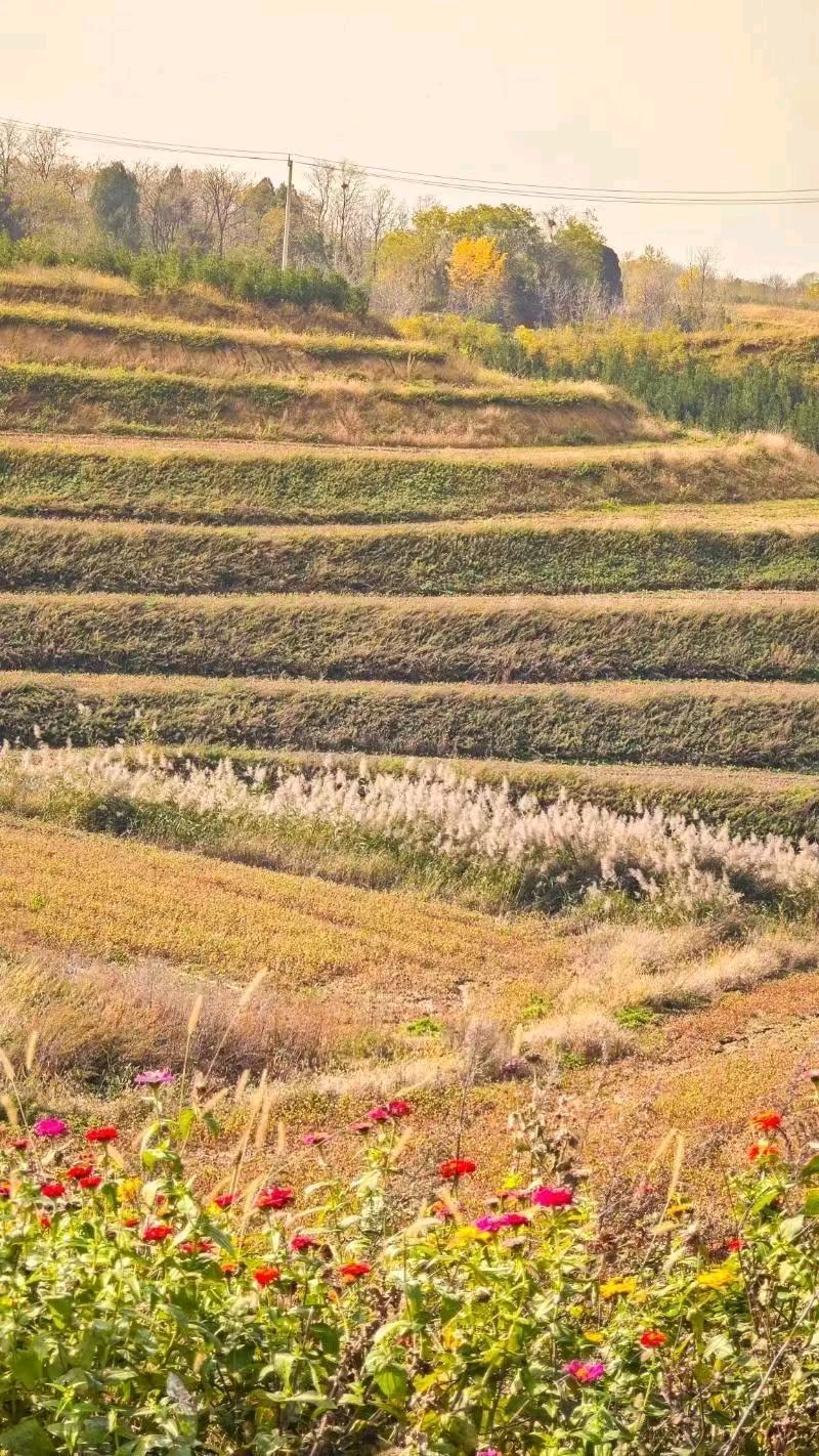 陕西作家王博//蓝田荞麦岭：生态与文旅共绘的乡村振兴新画卷（图3）