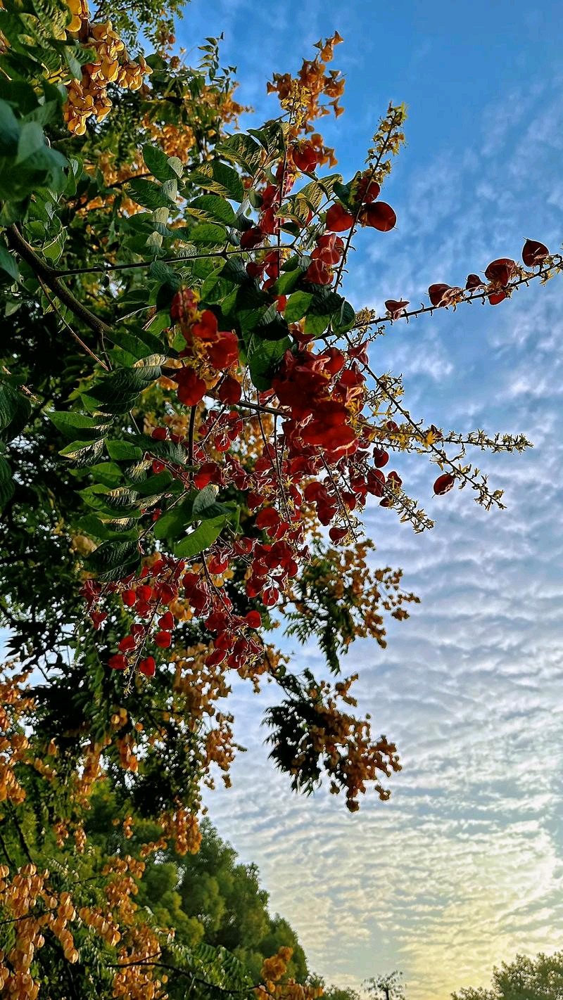 《桂花之思》作者：水木‖主播：青苗【桃源国际诗歌文化传媒】桃源♬ 馨声（图5）