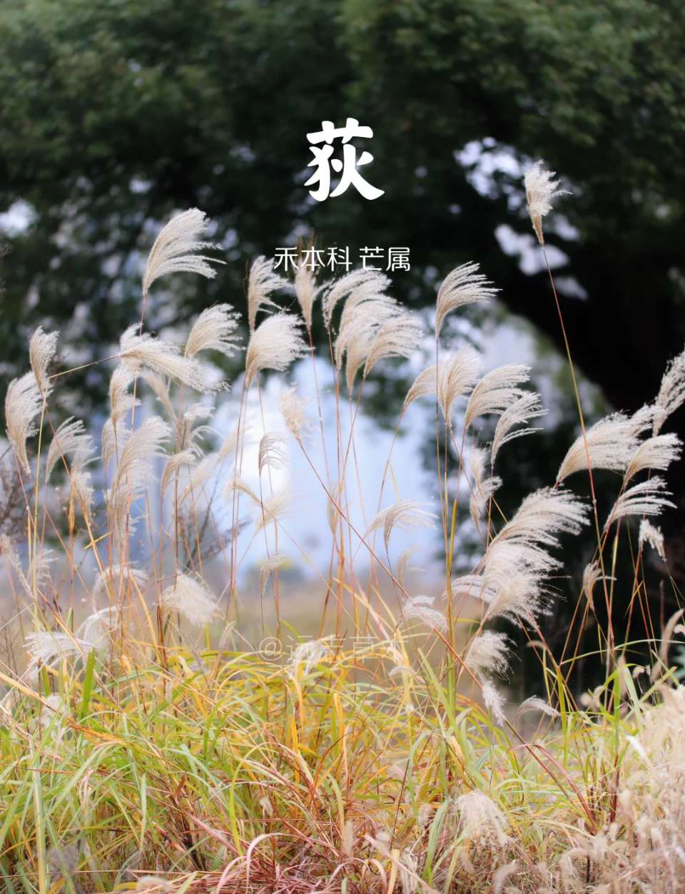 《忆江南 • 秋荻》（双调/欧阳修体）作者/吴云钦