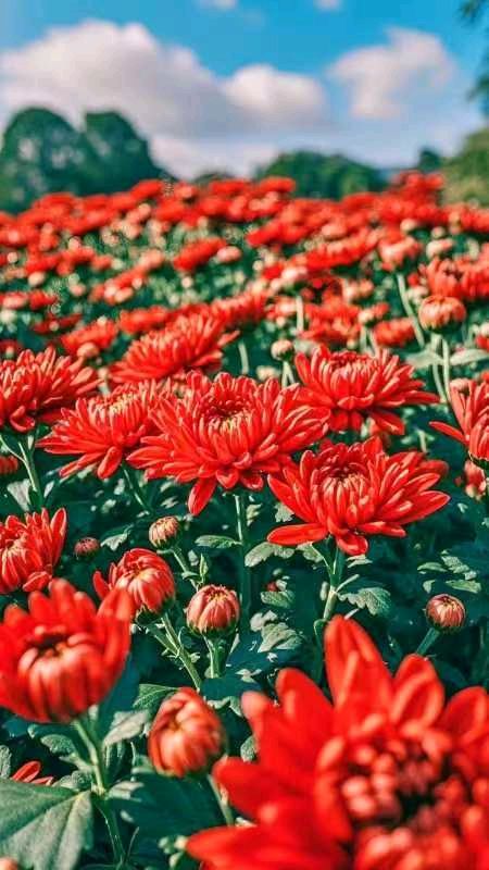 【荣耀中国】文学社*浣溪沙.菊花颂（词四首）作者/戴建中（江苏）（图3）