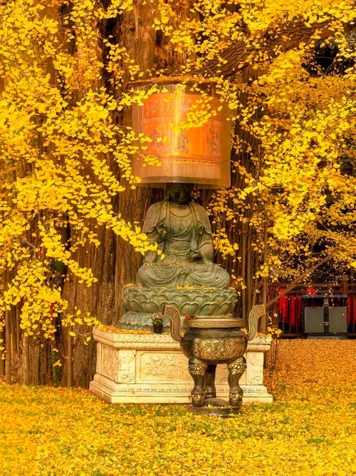 【诗词鉴赏】张富贵：参观长安古观音禅寺及千年银杏树抒怀（组诗3首）北京头条.西安头条.都市头条发布！（图2）