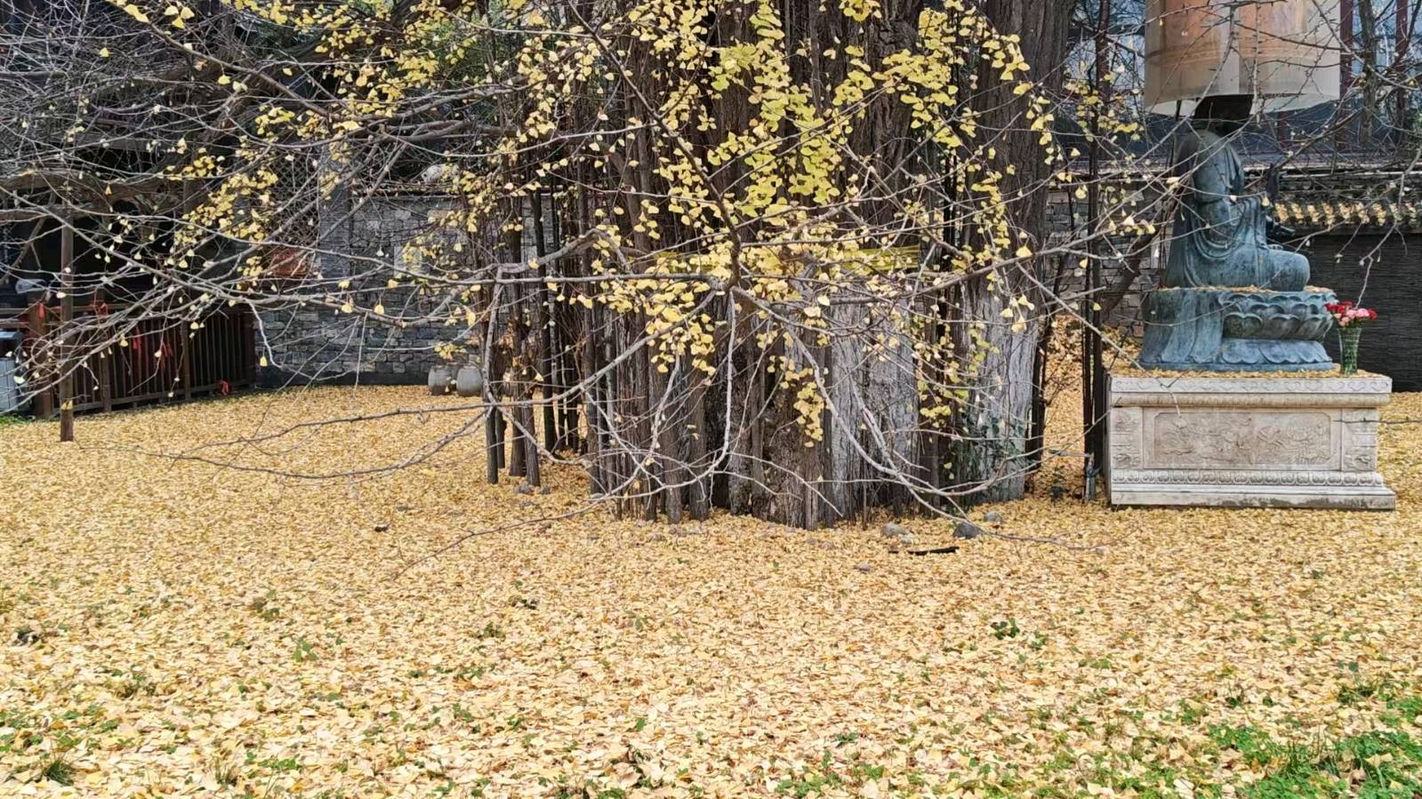 【诗词鉴赏】张富贵：参观长安古观音禅寺及千年银杏树抒怀（组诗3首）北京头条.西安头条.都市头条发布！（图47）