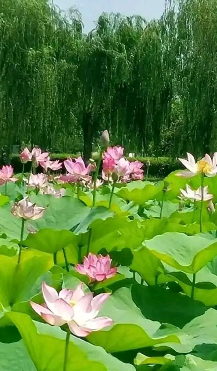 联机全球发布王楼作品欣赏(图4)