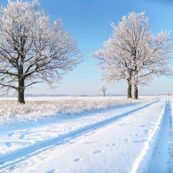 《组诗小雪》文/王香谷（悉尼）（图2）