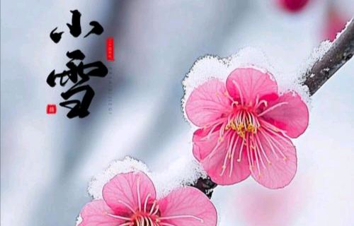 【散文】《小雪: 寒英初绽,万物归藏》作者:强军/陕西宝鸡