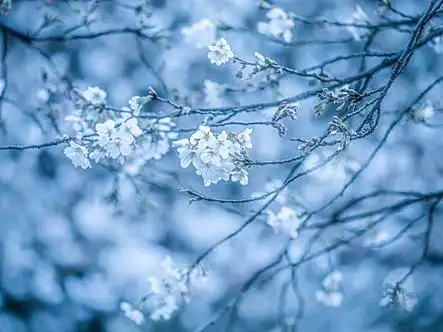 浪淘沙令·小雪時节【中华新韵（南唐）李煜体】 作者:田淑荣（图3）