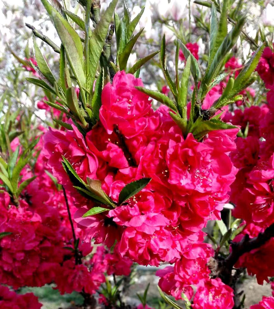 【翰林国粹诗社】诗人陈衍统个人专辑(三十三)咏百花专刊(实花系列六)（图5）