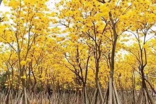 【翰林国粹诗社】诗人陈衍统个人专辑(三十三)咏百花专刊(实花系列六)（图15）