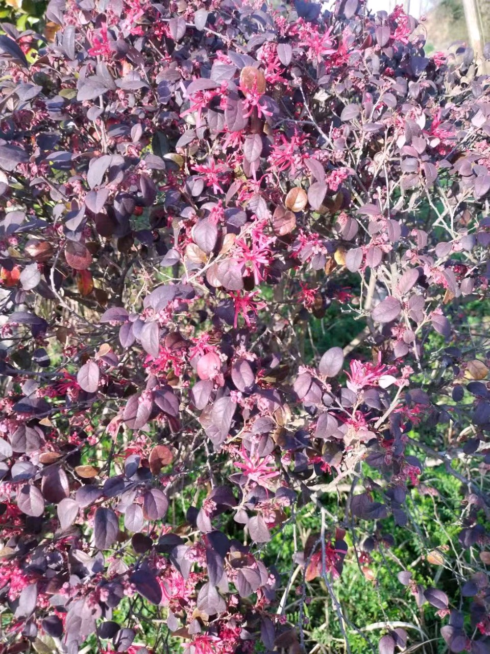 【翰林国粹诗社】诗人陈衍统个人专辑(三十三)咏百花专刊(实花系列六)（图21）
