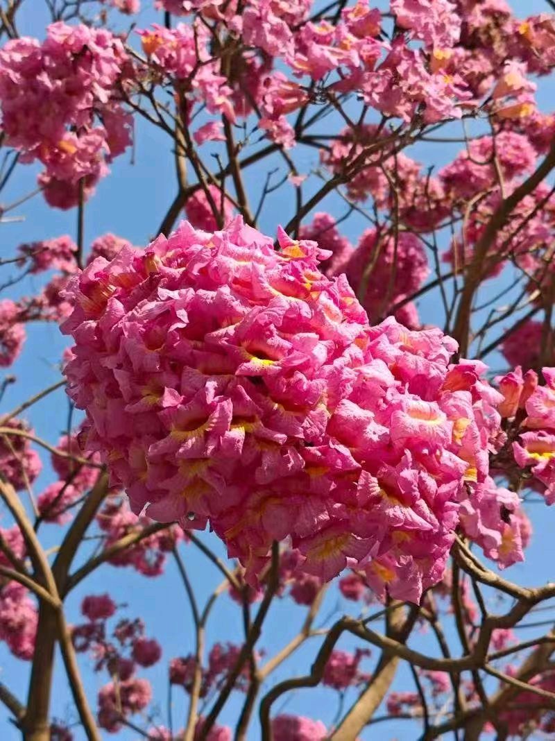 【翰林国粹诗社】诗人陈衍统个人专辑(三十三)咏百花专刊(实花系列六)（图26）