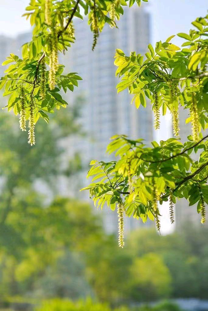 【翰林国粹诗社】诗人陈衍统个人专辑(三十三)咏百花专刊(实花系列六)（图33）