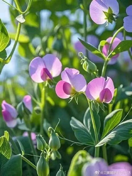 【翰林国粹诗社】诗人陈衍统个人专辑(三十三)咏百花专刊(实花系列六)（图34）