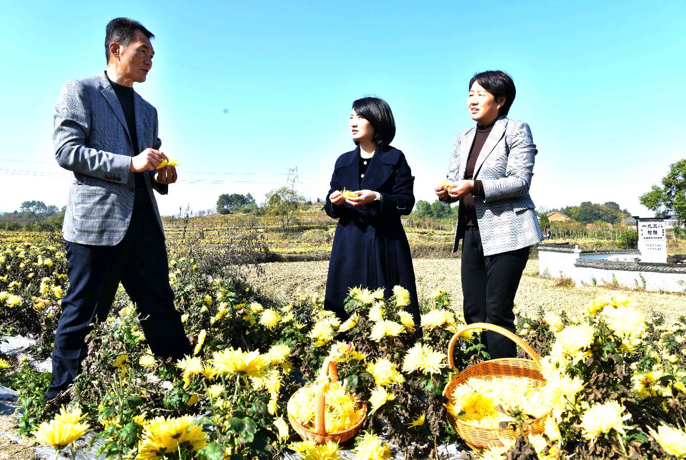 【菊香高垴 茶韵四望 “东坡庙会”武穴市四望镇首届“茶韵”中医药群众文化活动在菊乡高垴举行】（图7）