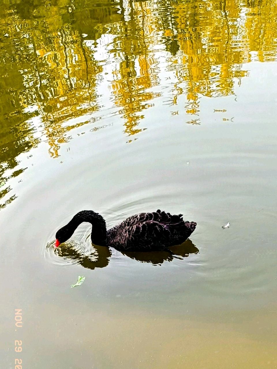 湖上黑天鹅🦢（图2）