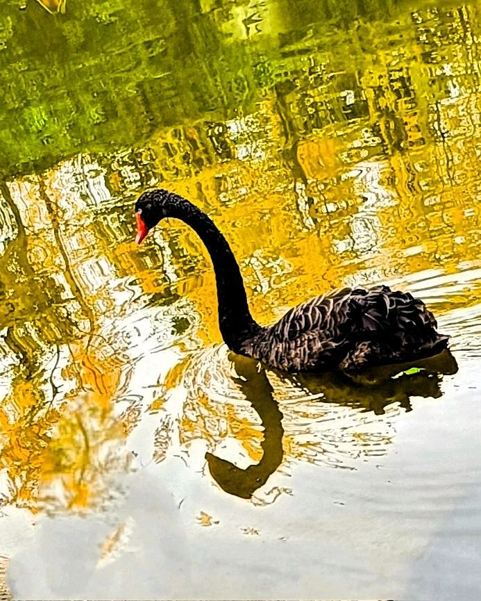 湖上黑天鹅🦢（图6）