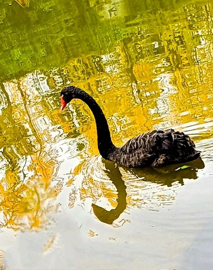 湖上黑天鹅🦢