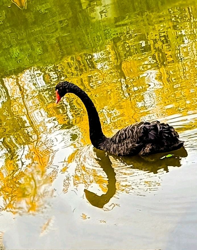 湖上黑天鹅🦢（图4）