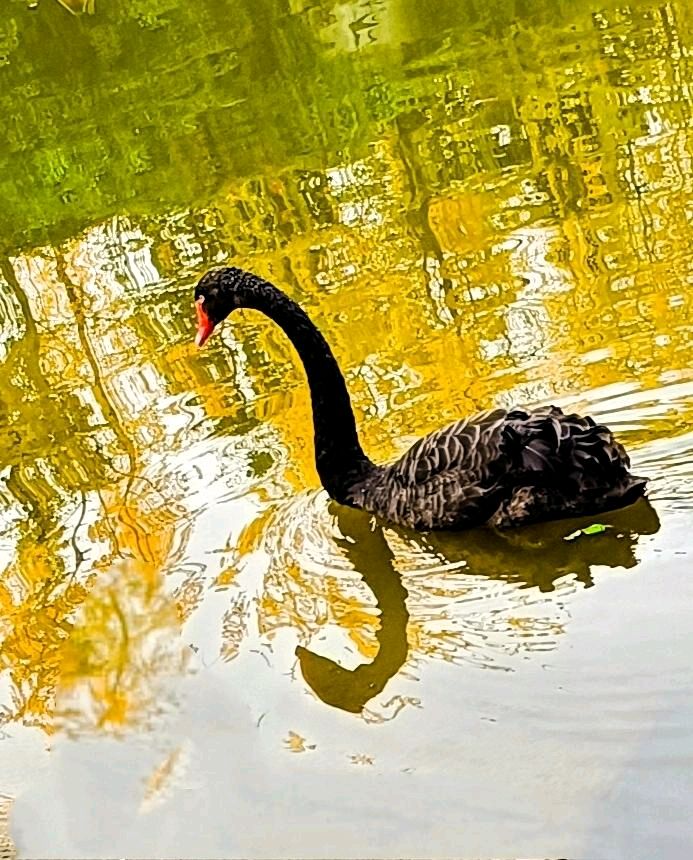 湖上黑天鹅🦢（图8）