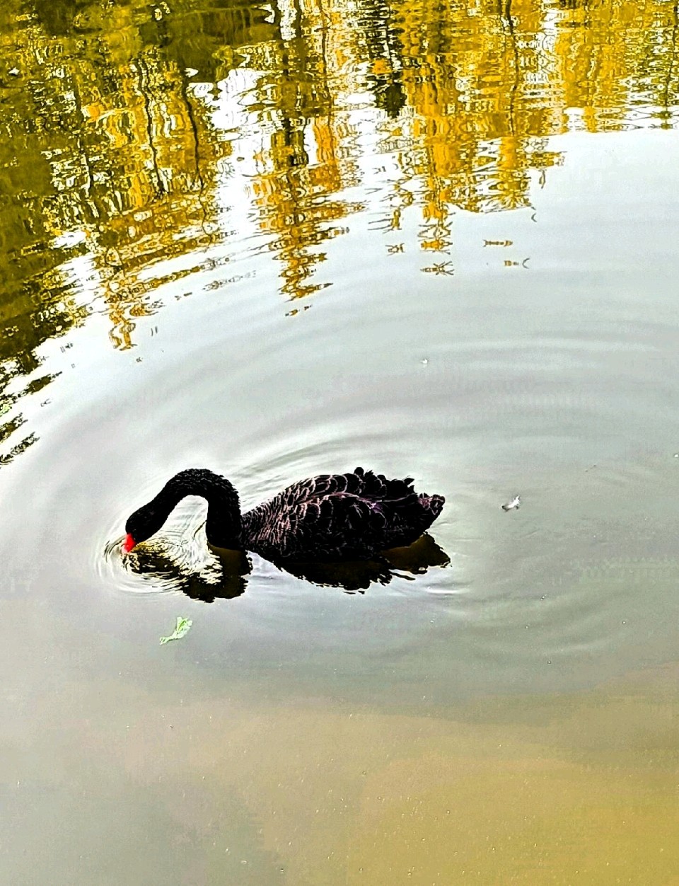 湖上黑天鹅🦢（图7）