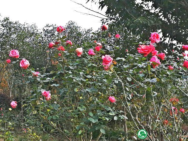【荣耀中国】深圳分社*聒龙谣·西柏坡 作者/ 畅玉玺（河南）（图11）