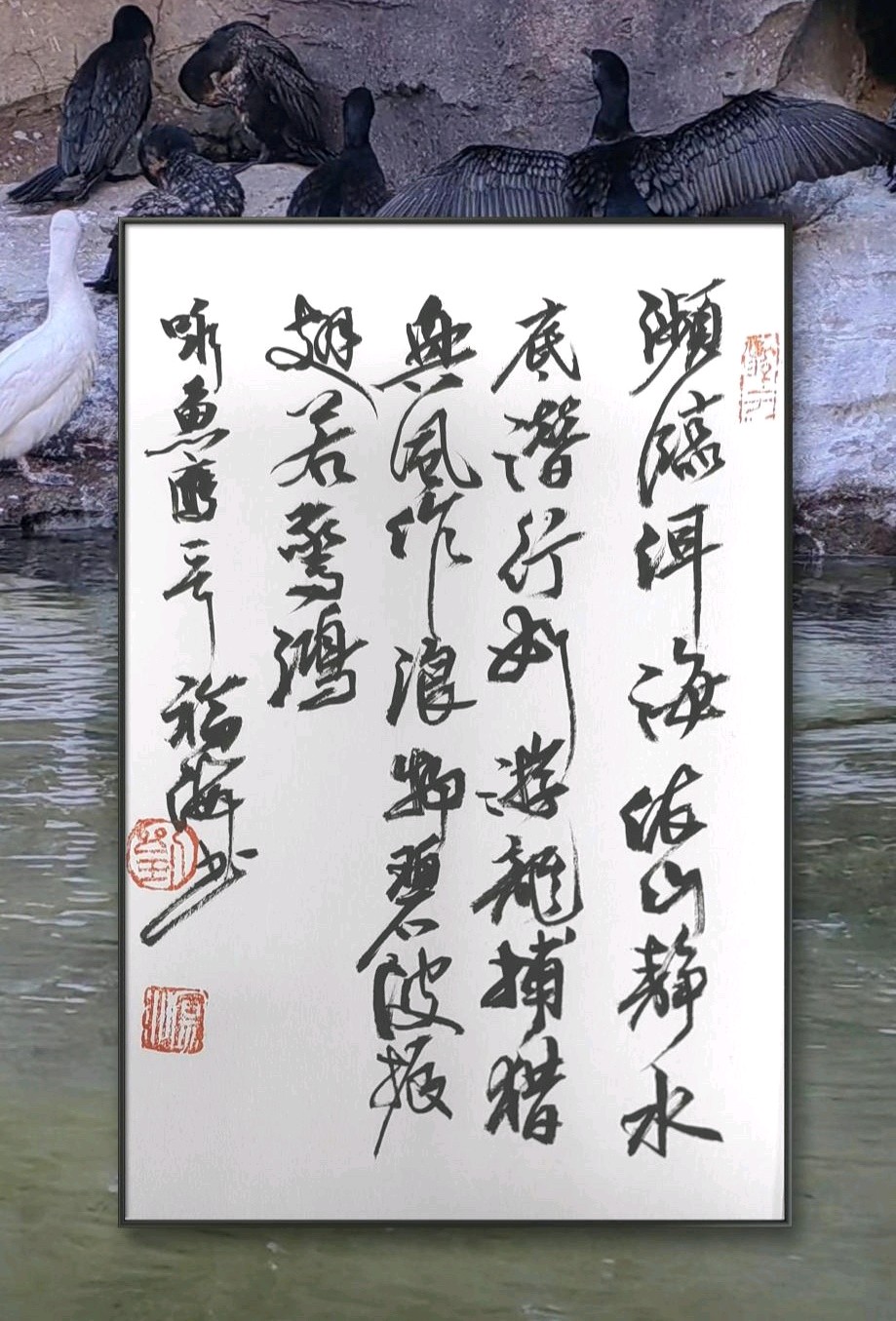 洱海畔鱼鹰🦅