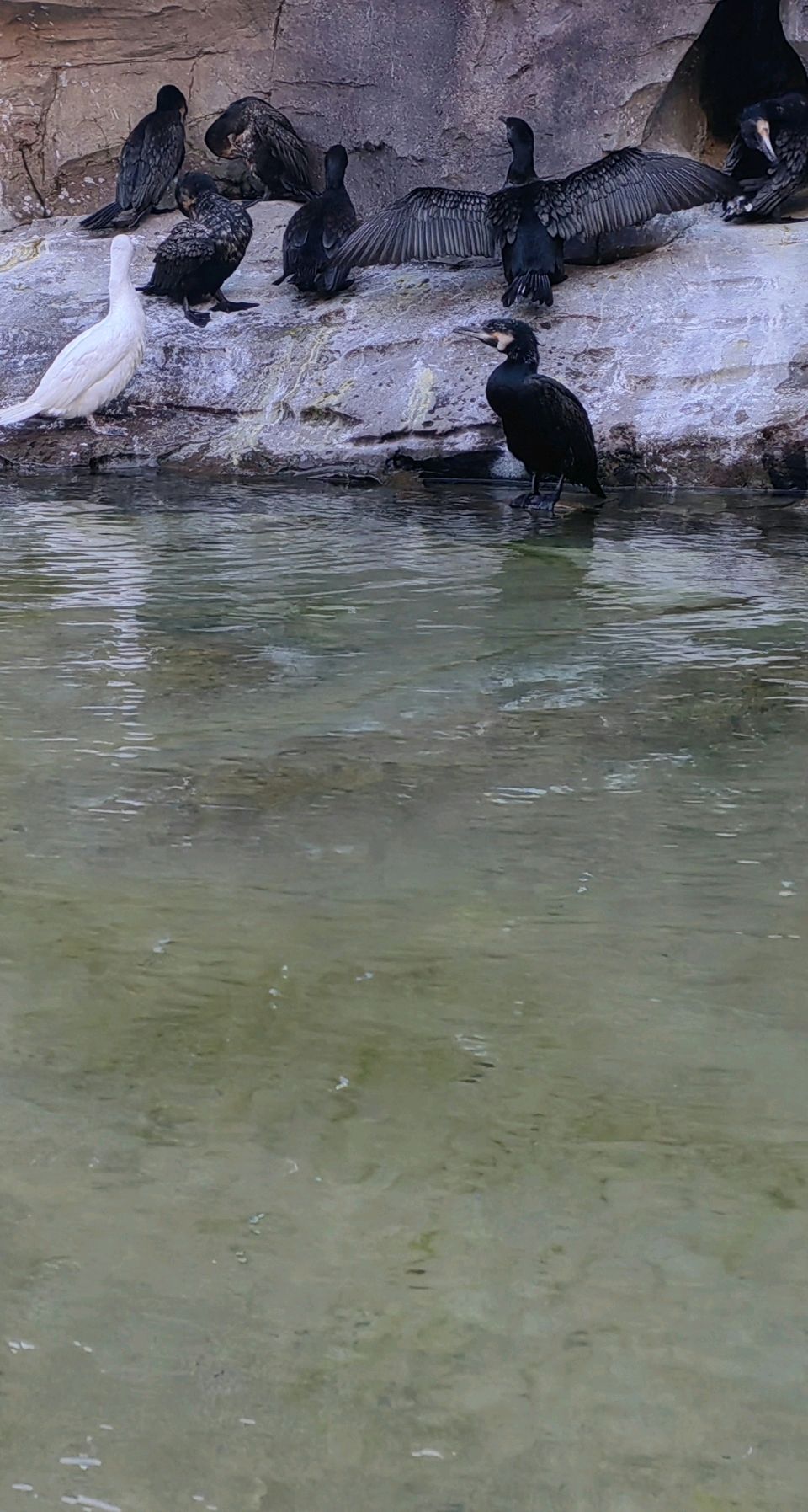 洱海畔鱼鹰🦅（图2）