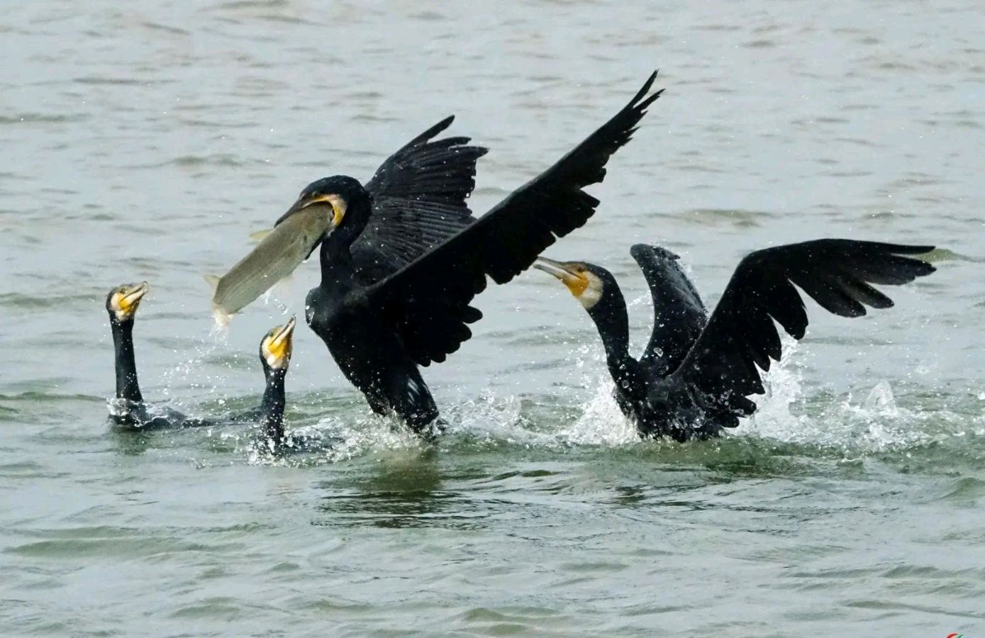 洱海畔鱼鹰🦅（图3）
