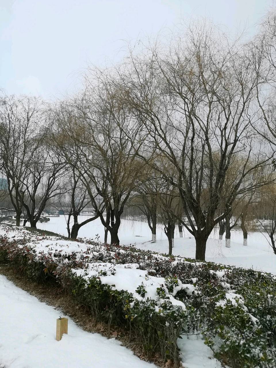 【神都诗社】龙门诗苑第049期《冬柳》（图8）