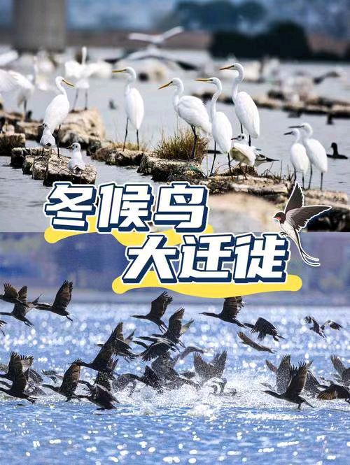 【荣耀中国】文学社*浣溪沙.赞候鸟大迁徏戴建中（图3）