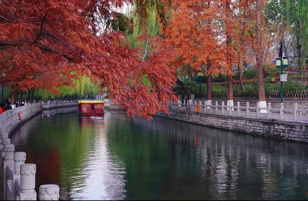 护城河赏红杉（图2）