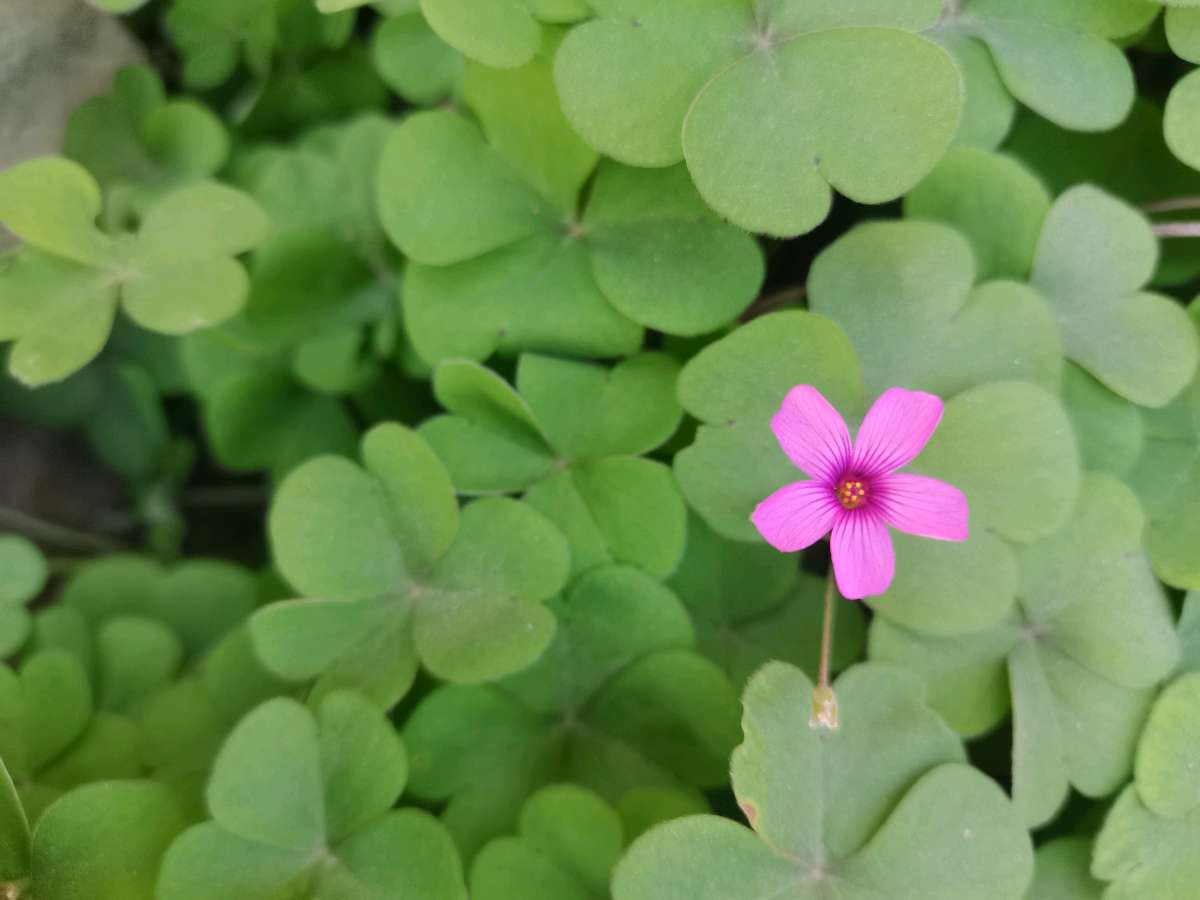 七绝：寒冬独芳/王青霞（图2）