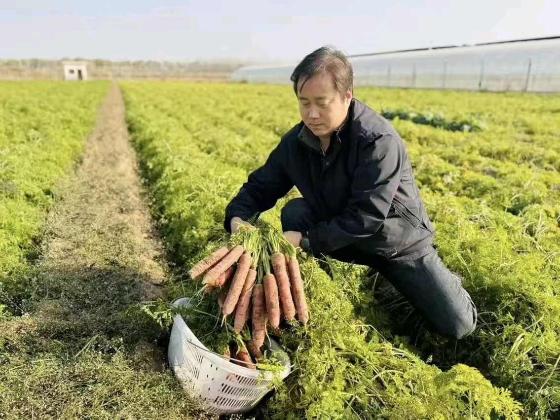 陕西作家王博//陕西高陵耿镇红萝卜：千年絲路遗珍 今朝乡村振兴“金钥匙”（图2）