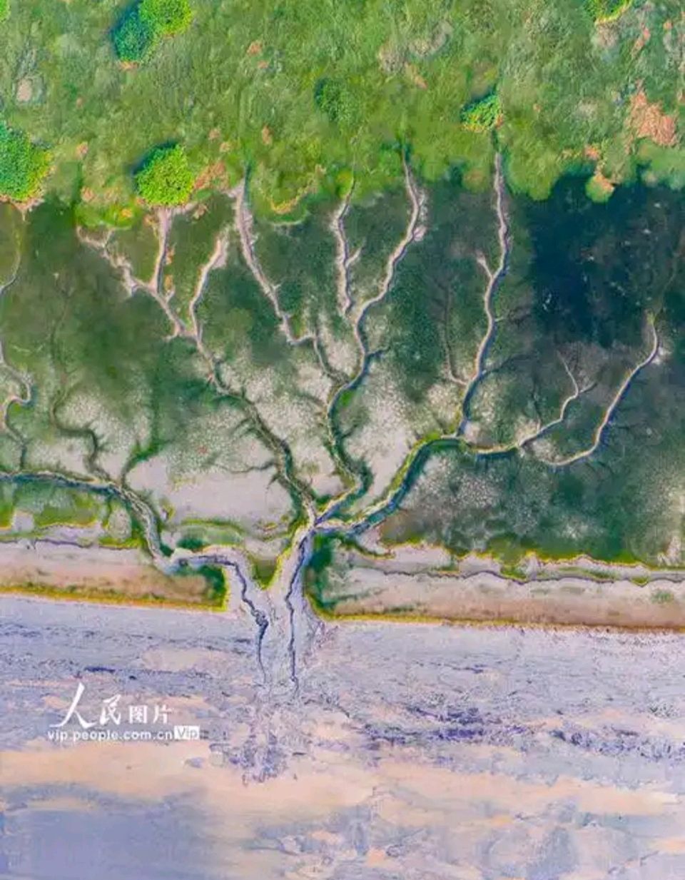 天宇《潮汐树》诵读：梅子思秋（图3）