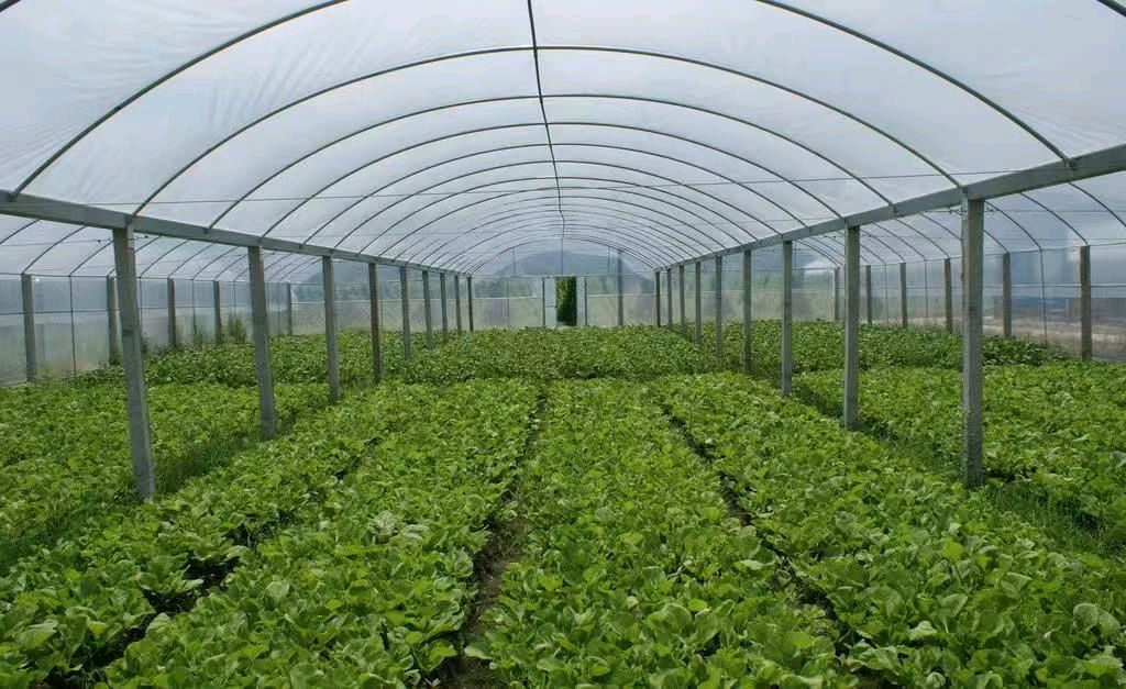 【荣耀中国】文学社*七律·大雪节兰陵菜乡即景（二首）文/李思義（山东临沂）（图8）